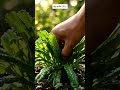 ปลูกเมล็ด EP52 ผักชีฝรั่งและเผือก #สร้างจากai #aigenerated #gardening #vegetables
