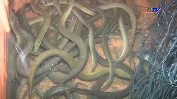 Làm giàu từ con lươn