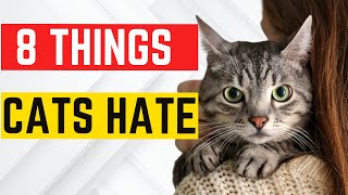 8 Things Cats Hate: What to Avoid for a Happy Feline
