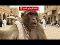 نكت القرد ابو شنب نكت قرود كوميديا 