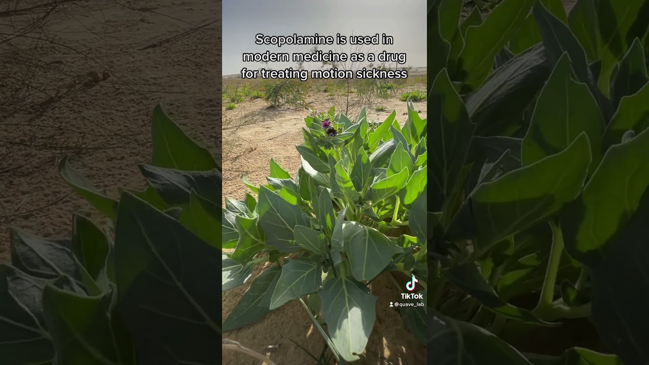 Egyptian Henbane in the Desert