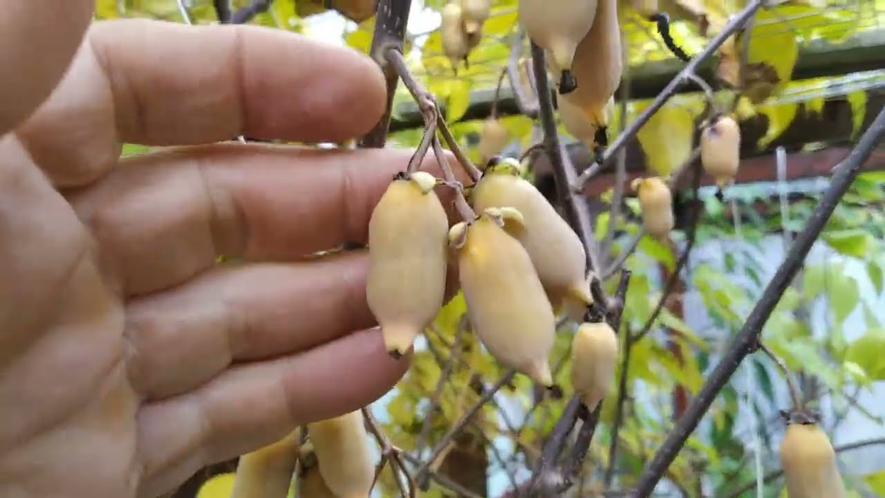 Actinidia polygama сорт Сосонка