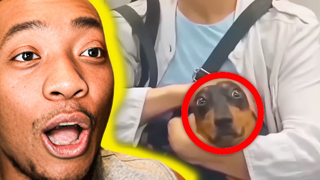 This dog has seen EVERYTHING. 💀(Funny Memes)