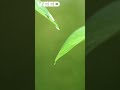 Nature s Speedy Raindrops #facts