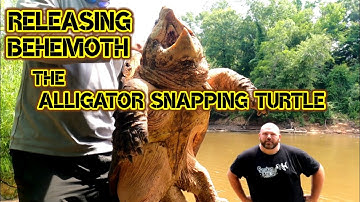 HUGE Alligator Snapping Turtle RELEASED
