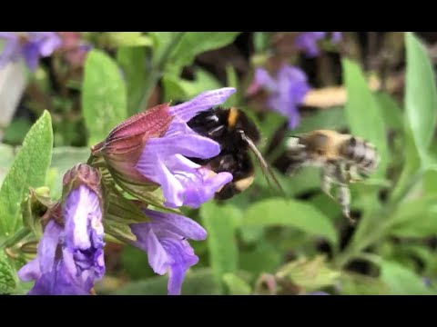 Video: Tørret Sumpgræs - Brugsanvisning, Medicinske Egenskaber