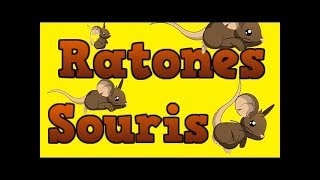 TRANSFORMICE | First de souris en vanilla #1 + BUG