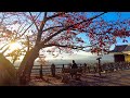 [4K] Shikoku Walk - Autumn Leaves in Matsuyama Castle