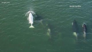 Rare white orca spotted in Puget Sound