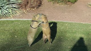 Most Male Capybaras Want to Be Dominant Male. So Play Fighting Soon Turns Aggressive. Romeo  Tuff&#39;n