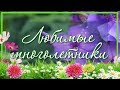 😍 Мои любимые многолетники / Добавила новые цветы 🌺