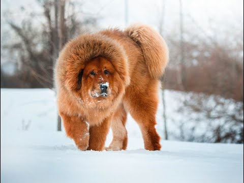 ТИБЕТСКИЙ МАСТИФ. О породе