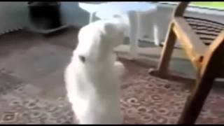 Приколы видео, Смешные животные, Танец Животных Приколы видео, Смешные животные, Танец Животных