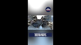 Survivor Genetics Could Beat Bird Flu