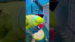 smart mitthu beta #follow #birds #cutebird #cuteparrot #talkingparrot #mithhu #shorts #trending
