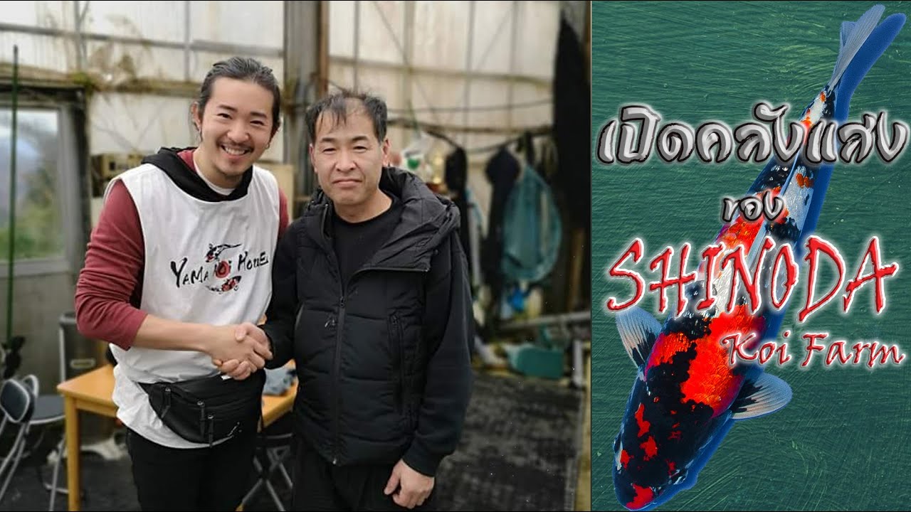ดีเจป๊อป YAMA KOI HOUSE คัดปลาคาร์ฟนำเข้าแท้ SHINODA Koi Farm ประเทศ