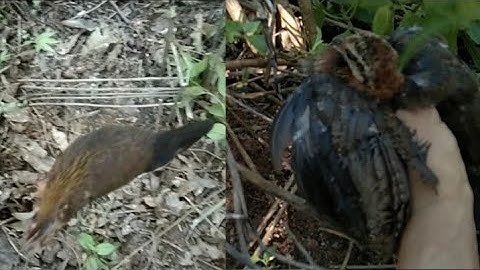 ต่อไก่ป่า/ຕໍ່ໄກ່ປ່າ/Yo cuab qaib qu mag zoo heev li