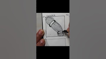 Zander Zentangle Pattern Short