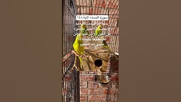 #سورة_النساء #قرآن #محمد_الفقيه #اليمن #العراق #اكسبلور #طيور #البادجي #quran #birds #budgies #usa