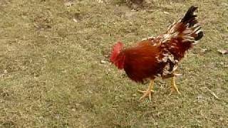 Best Angry Rooster Attack Video Online