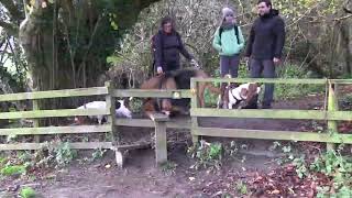 Basset Hound Walkers at Ham Hill, December 2020