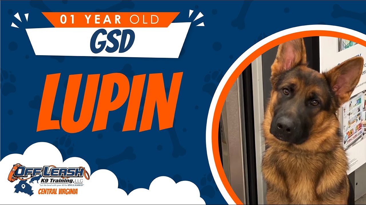 1yo GSD (Lupin) Best Dog Trainers in Fredericksburg VA YouTube