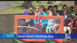 Boston's Swan Boats Open For The Season