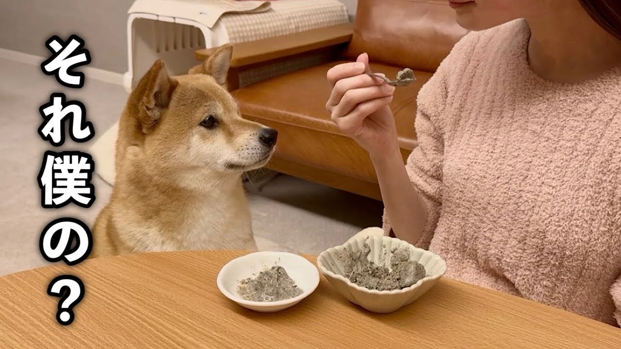 愛犬とふたり暮らし｜寝る前にアイスを一緒に食べる。こんな幸せがずっと続きますように♡