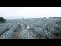 Tanteo Tequila Production Process