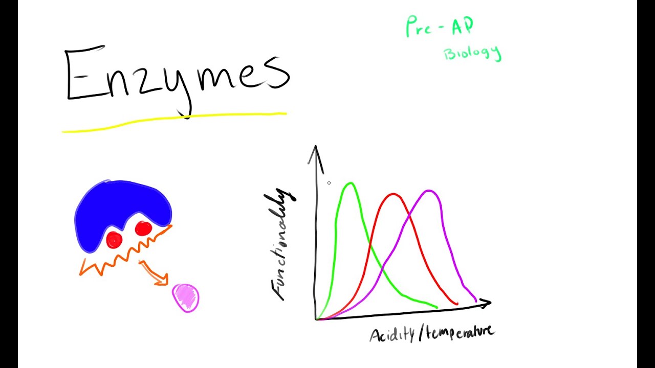 Enzymes An Introduction to Biology YouTube