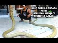 TERJANGAN DAHSYAD KING COBRA MONSTER BIKIN PANIK | KING COBRA | ULAR | MANDA PETUALANG