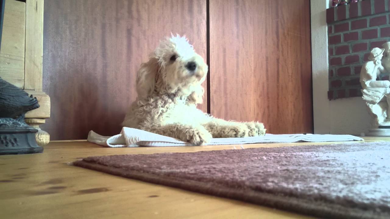 Hund 🐶 jault beim geige üben mit 😄 YouTube