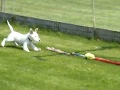 Parson Russell Terrier Attractive Aramis of Green Spirits - Lenny at the race track - second run