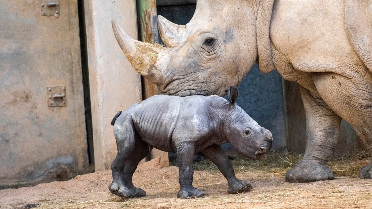 Watch: Zoo in Spain celebrates birth of male southern white rhino