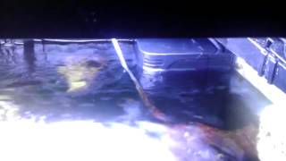 Tunze Wavebox 6208 noise