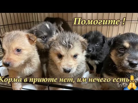 Помогите! Корма в приюте нет, им нечего есть…