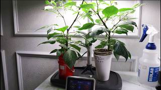 Indoor Gardening - Double Cup Method @KhangStarr