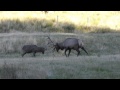 Red stag vs elk