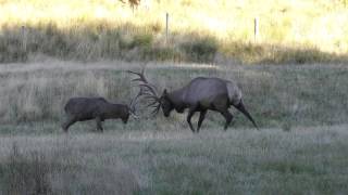 Red Stag Vs. Elk