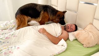 How my wife wakes me up in the morning with the help of a German Shepherd!