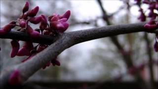 Alan Watts - Blend of Duplicity & Oneness