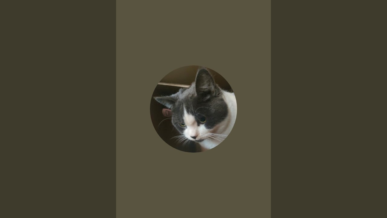 Cats DiaryðŒãŸãã¡ããããç»é²ãé¡ãããŸãðŒ ãã©ã€ãé
ä¿¡äžïŒ