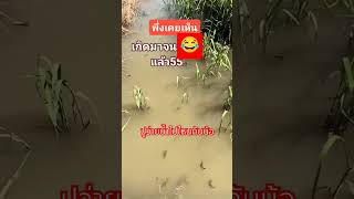 ปูว่ายน้ำ #ติดกระแส #pgplus #funny #pguniverse #animals #funny
