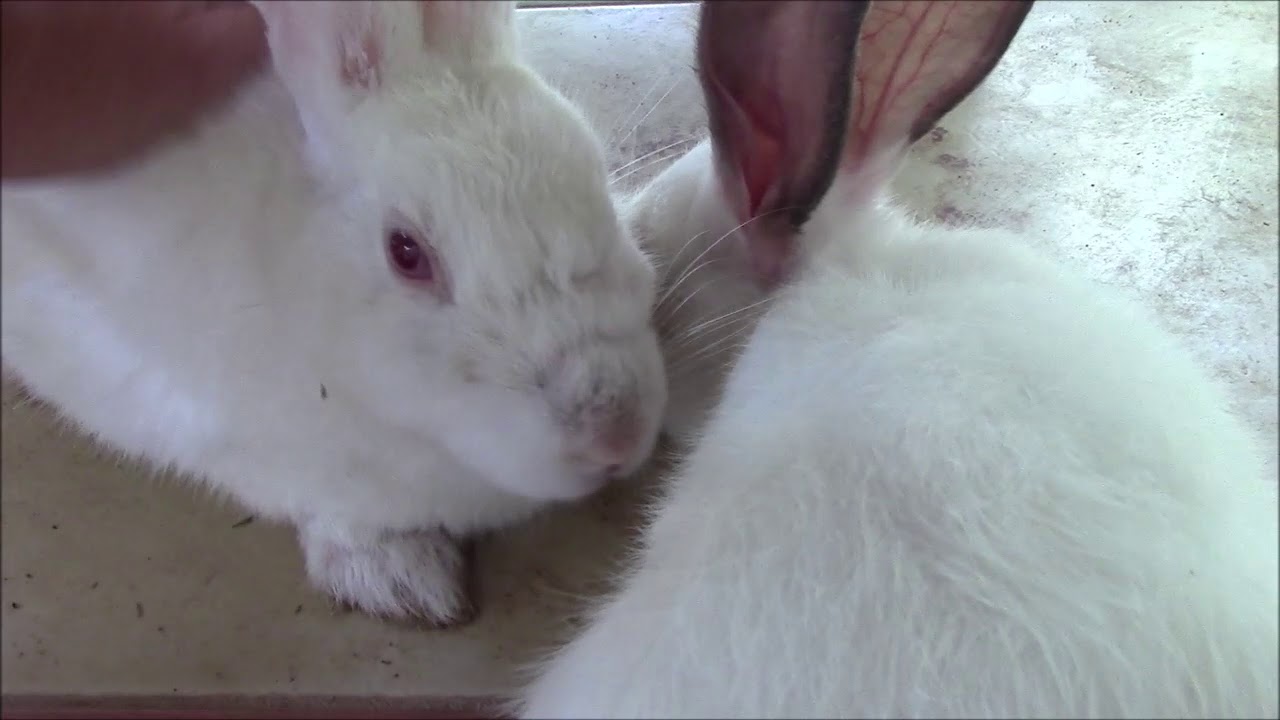 Love Biting Rabbits YouTube