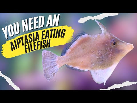 Video: Is gekrabbelde vijlvis goed om te eten?