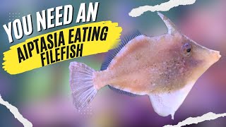 Aiptasia Eating Filefish, How to be  Successful with These 5 Easy Tips! screenshot 5