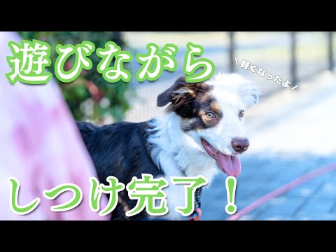 【驚きの集中力】公園でフリスビー&しつけトレーニング!ボーダーコリーは本当に賢い!