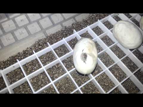 Children's Python coming out of egg
