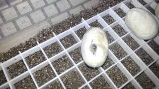 Children's Python coming out of egg