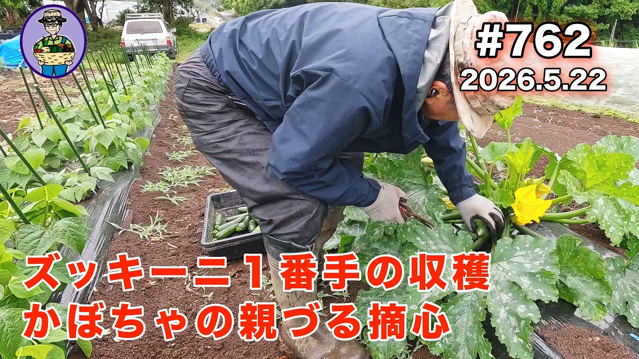 Zucchini & Pumpkin] Episode 762: Harvesting the first zucchini and